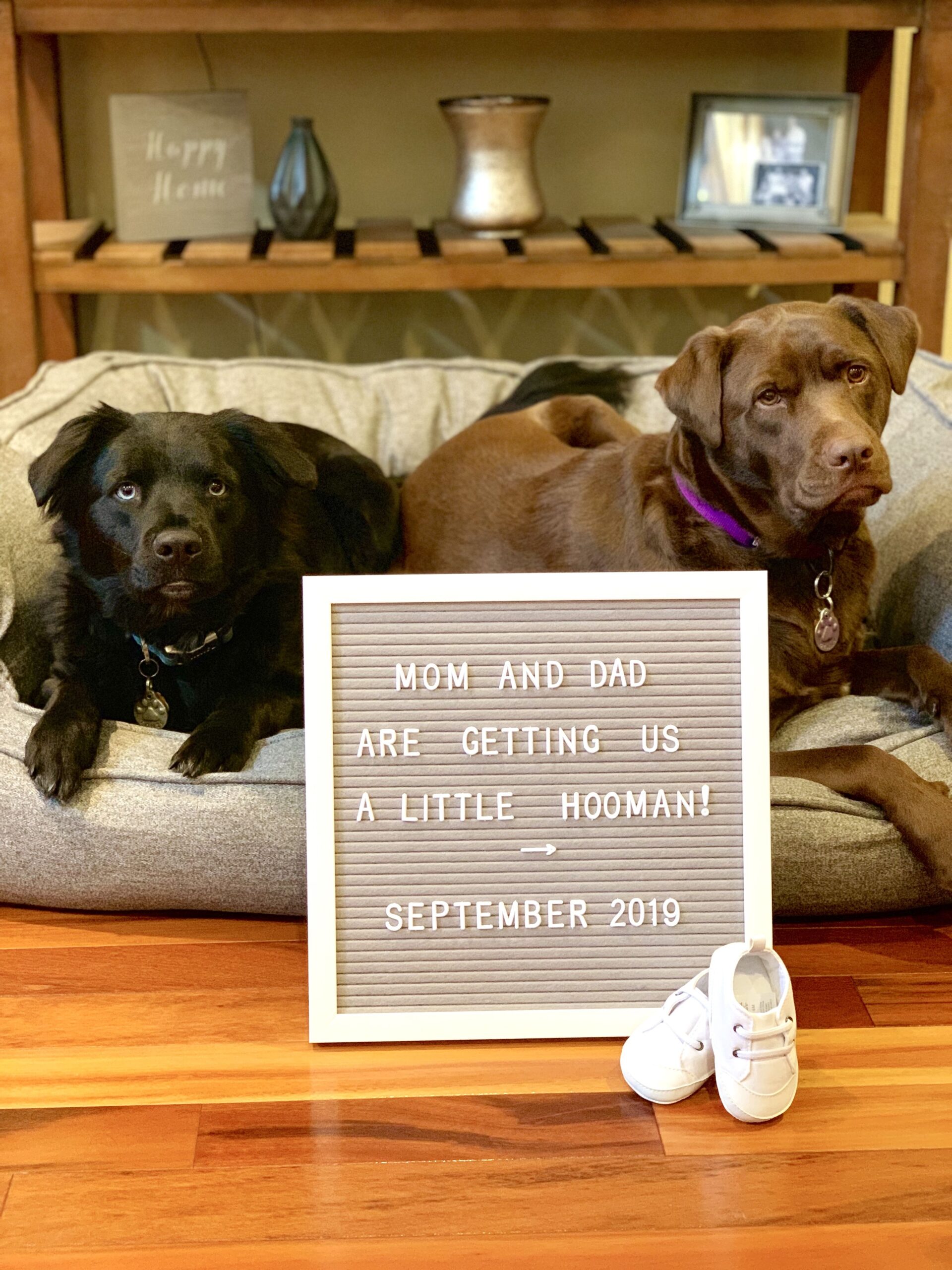 baby-announcement-wording-with-dogs