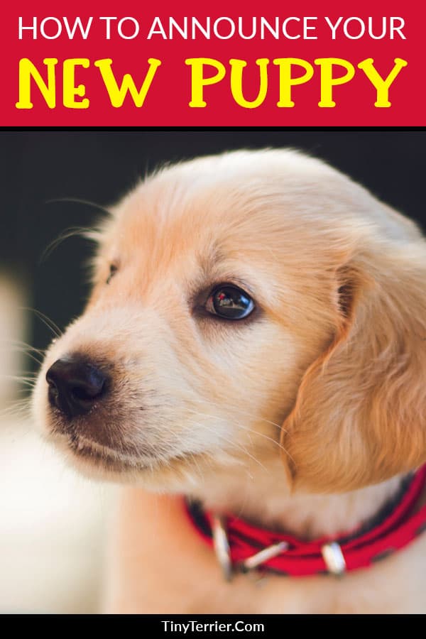 new-puppy-announcement-wording